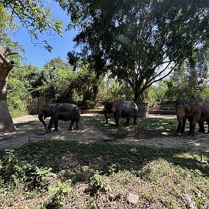 Asian Elephant Exhibit #2
