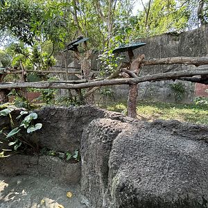 Binturong Exhibit #1
