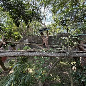 Binturong Exhibit #1