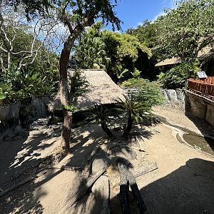 Komodo Dragon Exhibit #2