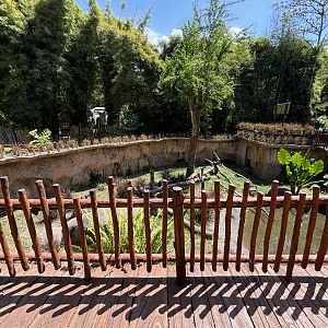 Komodo Dragon Exhibit #3