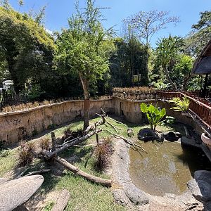 Komodo Dragon Exhibit #3