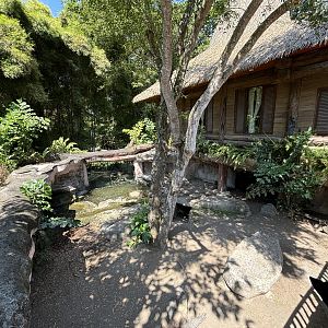 Komodo Dragon Exhibit #4