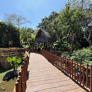 Komodo Dragon Exhibit Walkway