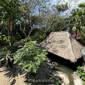Komodo Dragon Exhibit #4