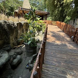 Malayan Porcupine Exhibit