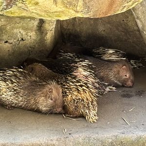 Malayan Porcupines