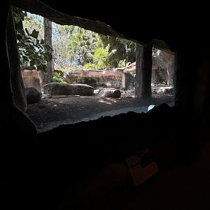 Komodo Dragon Exhibit #4