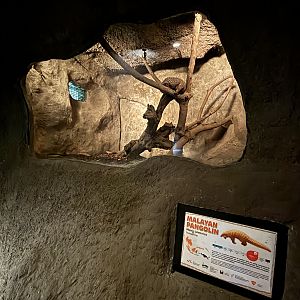 Pangolin Exhibit