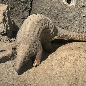 Pangolin