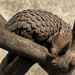 Pangolin