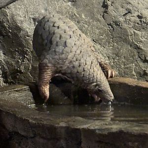 Pangolin