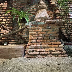 Burmese Python Exhibit - Tiger Temple