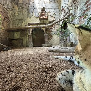 Serval Exhibit - Tiger Temple
