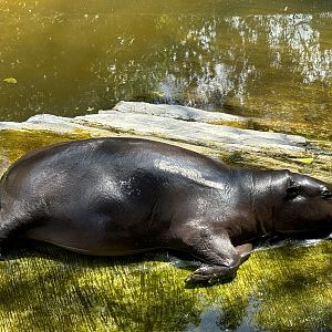 Pygmy Hippo