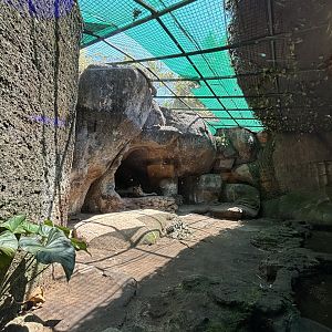 Men’s Toilet View - Lion Exhibit