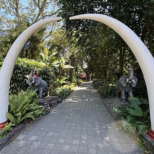 Elephant Area Pathway