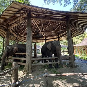Asian Elephants