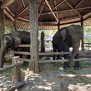 Asian Elephants