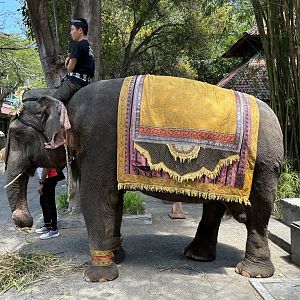 Asian Elephant - randomly walking around the zoo