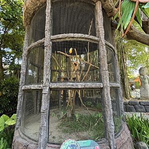 White-throated Toucan Aviary