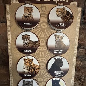 Jaguar Exhibit Sign