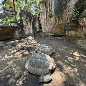 Aldabra Tortoise Exhibit