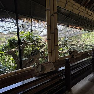 Aviary (6 species)