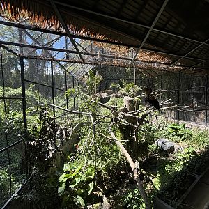 Wreathed Hornbill Aviary