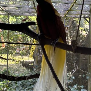 Lesser Bird of Paradise