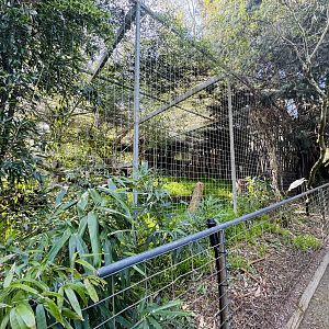 Serval enclosure