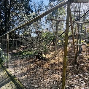 Wedge-tailed eagle enclosure