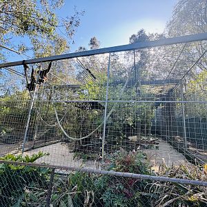 White-handed gibbon enclosure