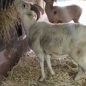 California bighorn and Dall's sheep