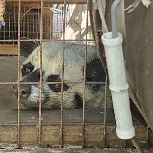 Shell Factory (2022) - Asian Palm Civet