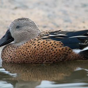 Red Shoveler, WWT Slimbridge, UK