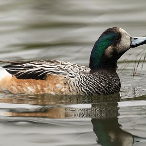 Chlioe Widgeon, WWT Slimbridge, UK