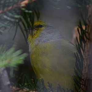 Citril finch (Carduelis citrinella)