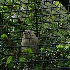 Goldcrest (Regulus regulus)