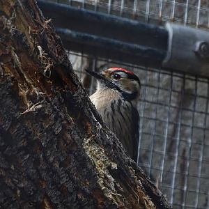 Lesser spotted woodpecker (Dryobates minor)