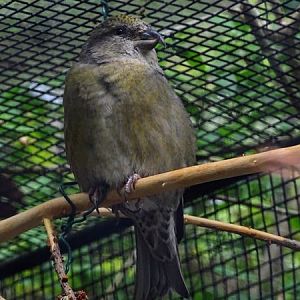 Common crossbill (Loxia curvirostra curvirostra)