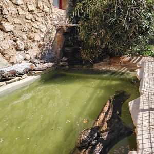 European pond turtles Exhibit