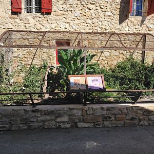 Outdoor Iguanas Exhibits