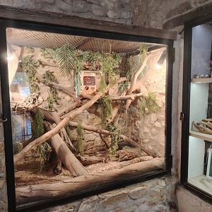 Corn snake Terrarium