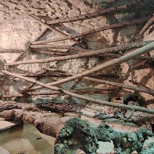 Horn's monitor Terrarium