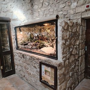 Eastern kingsnake Terrarium