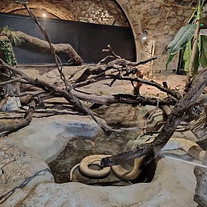 Reticulated python and Burmese python Terrarium