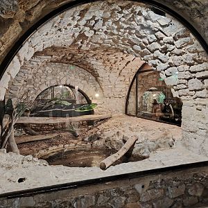 Spectacled caiman Terrarium