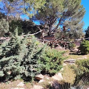 Himalayan Red Panda Exhibit