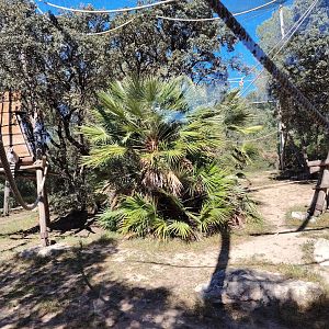 Ring-tailed Lemur & Black-and-white ruffed Lemur Exhibit